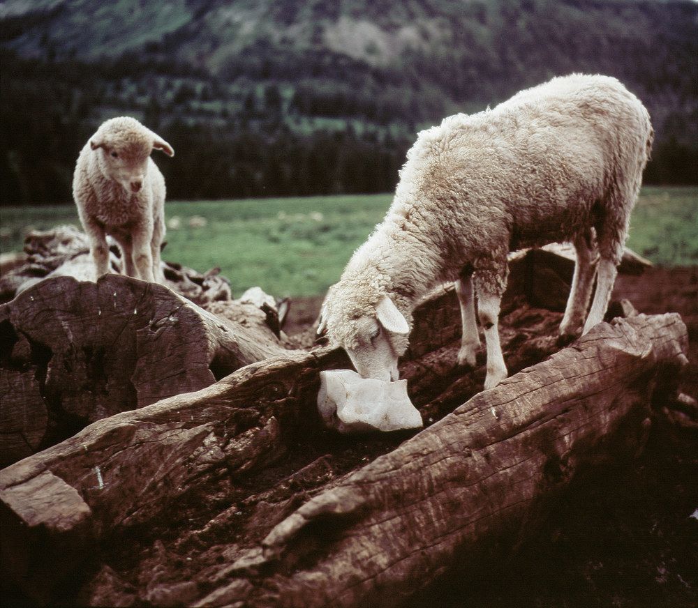 Photograph by Дмитрий Ткаченко