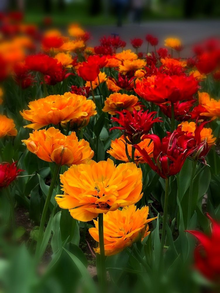 Photograph by Эрика Чечерина