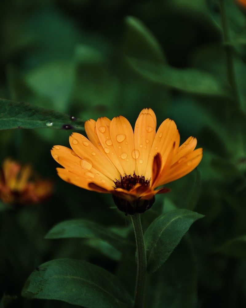 Photograph by Artem Menchshikov