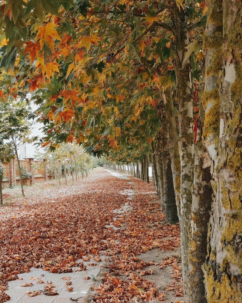 Photograph by Sajad Alizadeh