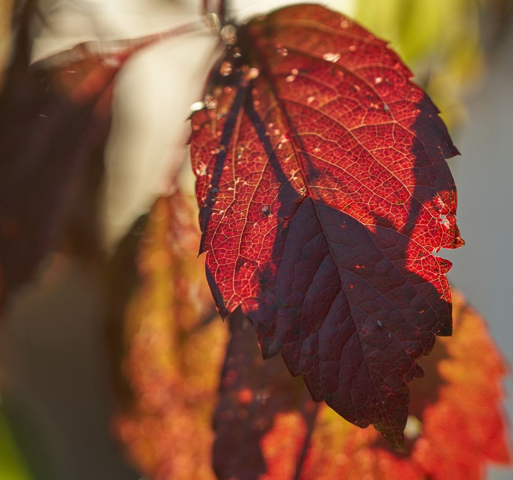 Photograph by Игорь Зиновьев