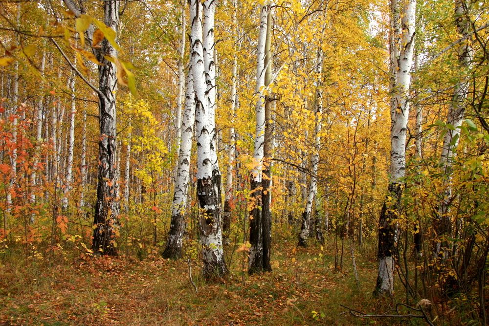 Фотография автора Nelya  Lysenko
