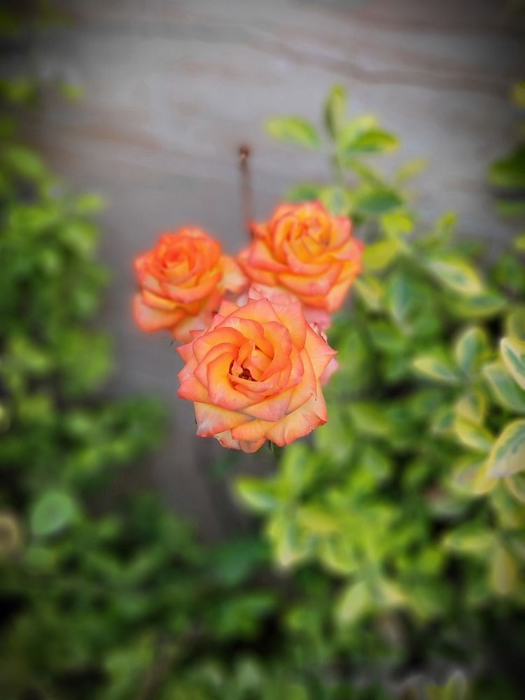 My beautiful orange flowers
