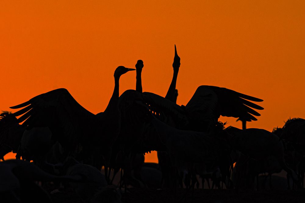 Фотография автора Julia A Caesar