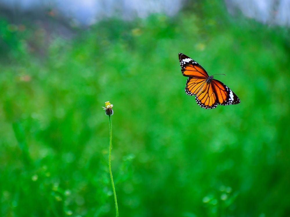 Photograph by SAIKAT PAL