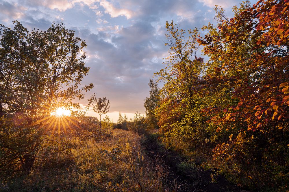 Осенний Тарасов Лес