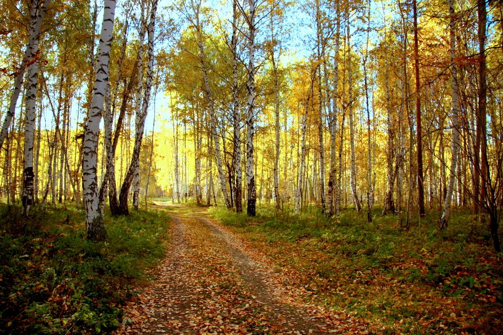 Фотография автора Nelya  Lysenko