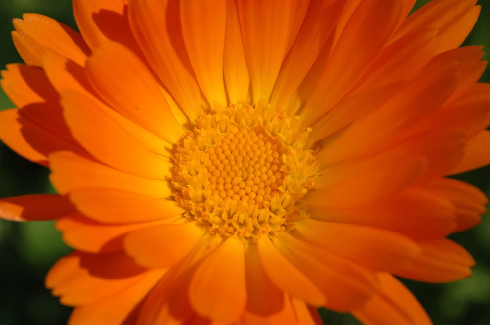 Photograph by Дария Максимова