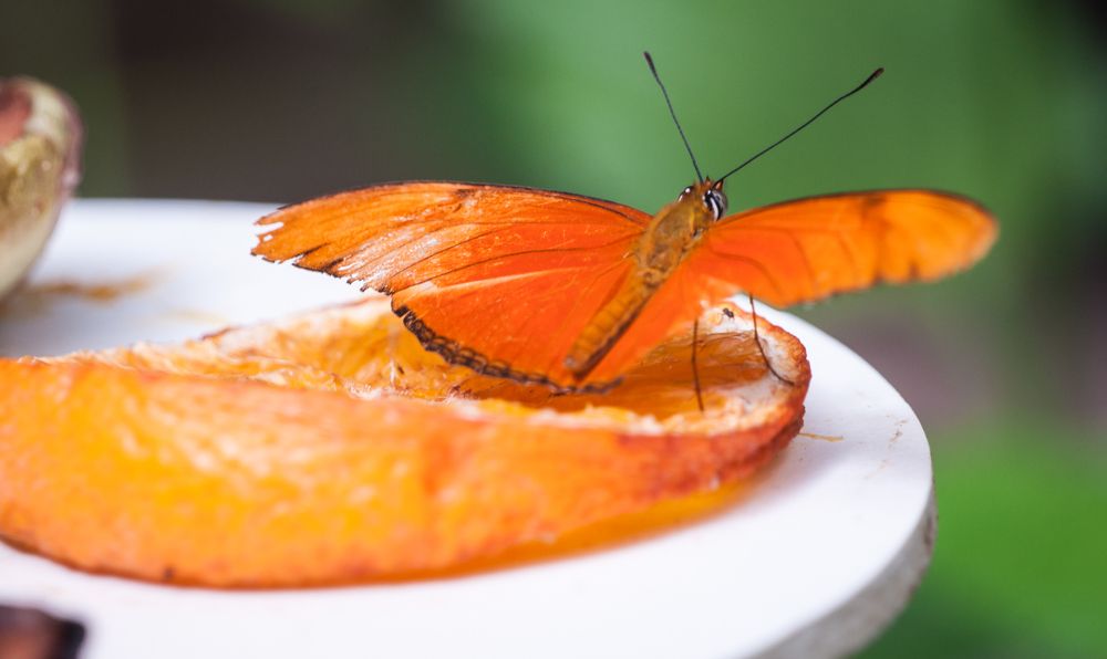 Photograph by Дария Максимова