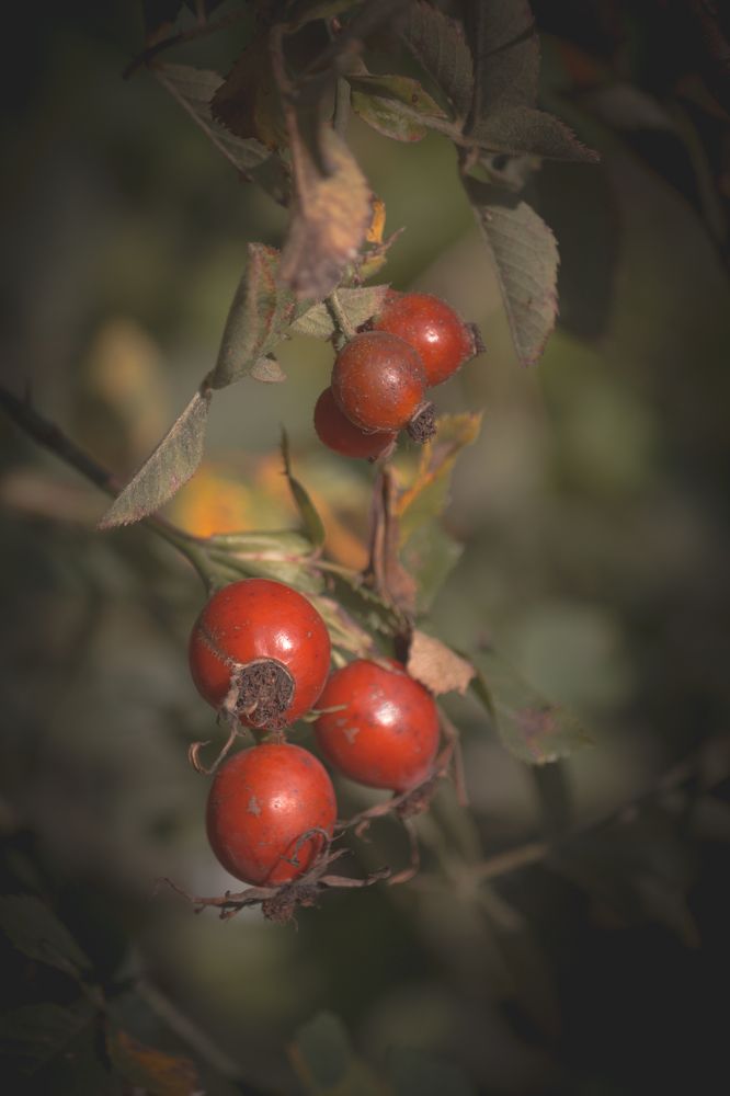 Photograph by Olga Snai