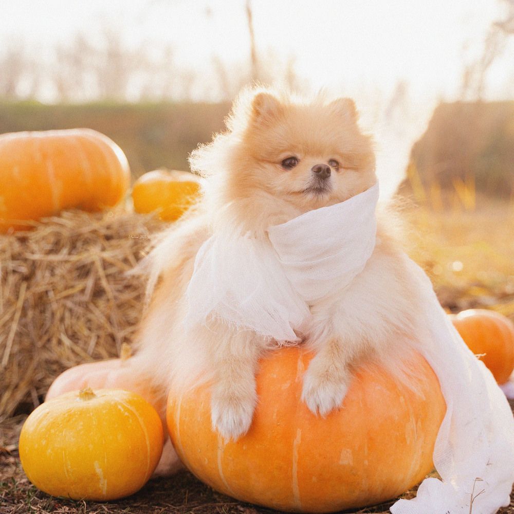 Фотография автора Юлия Бец