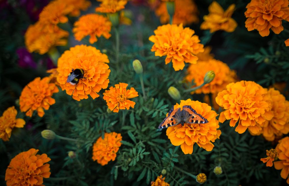Фотография автора Василиса Новикова