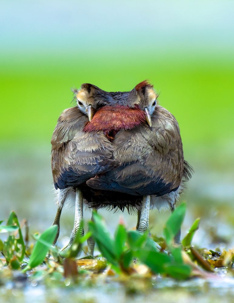 Photograph by Arnab Mondal