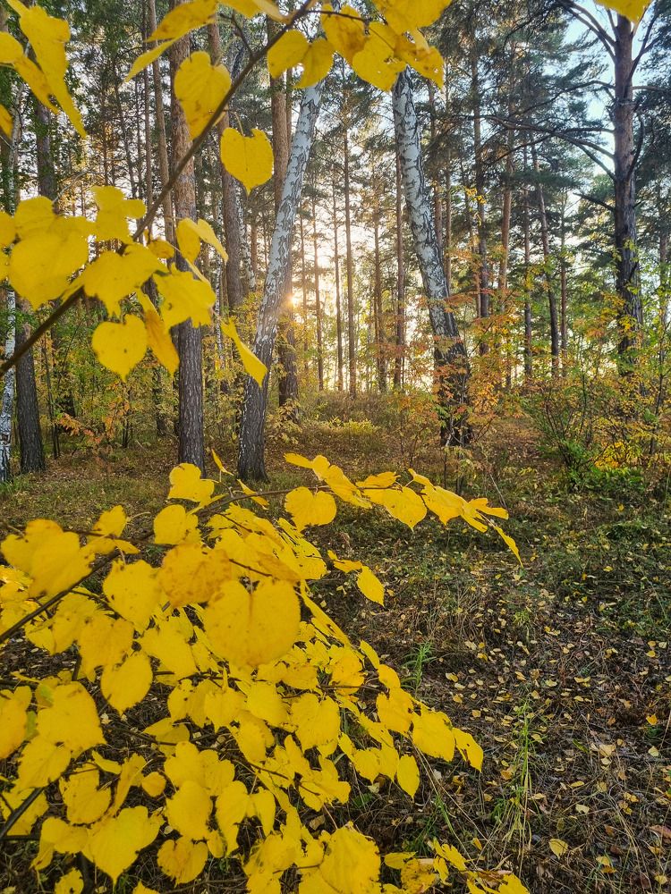 Photograph by Елена Ромашкина