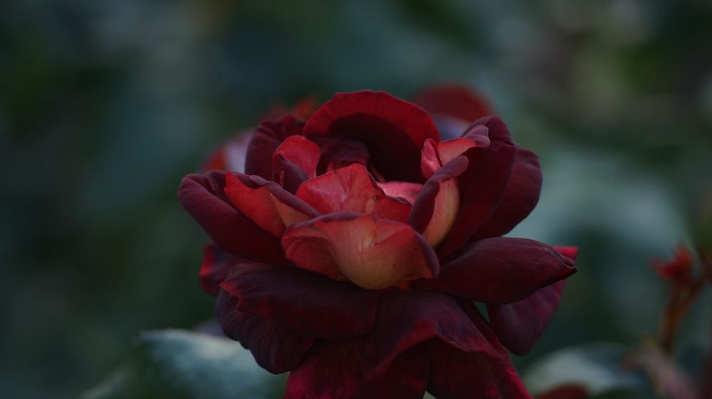 Photograph by Надежда Кнак