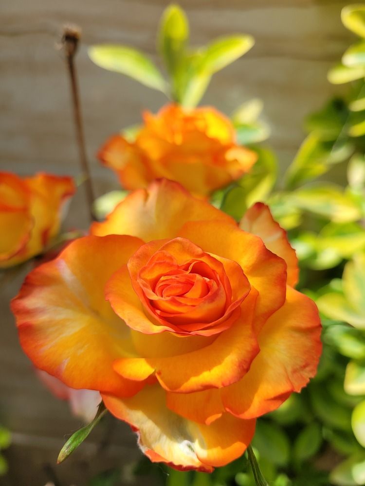 My beautiful orange flowers