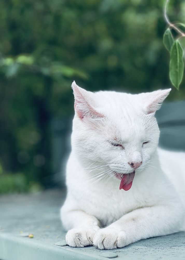 Фотография автора Olga Kichkaila