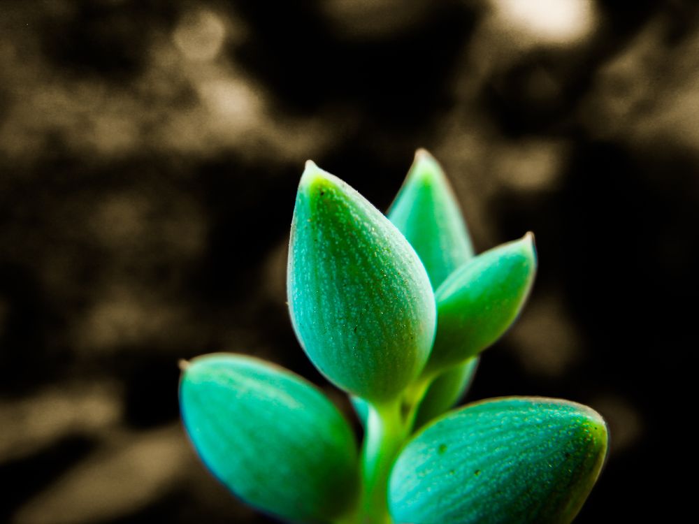 Photograph by Conrad Koorsten