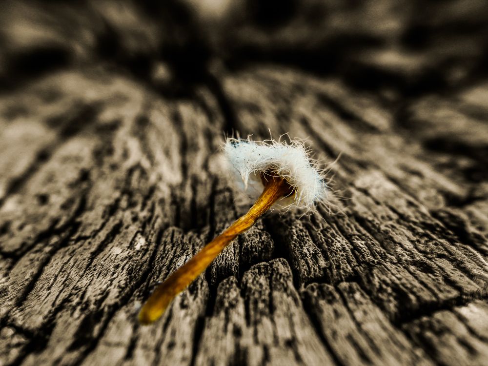 Photograph by Conrad Koorsten