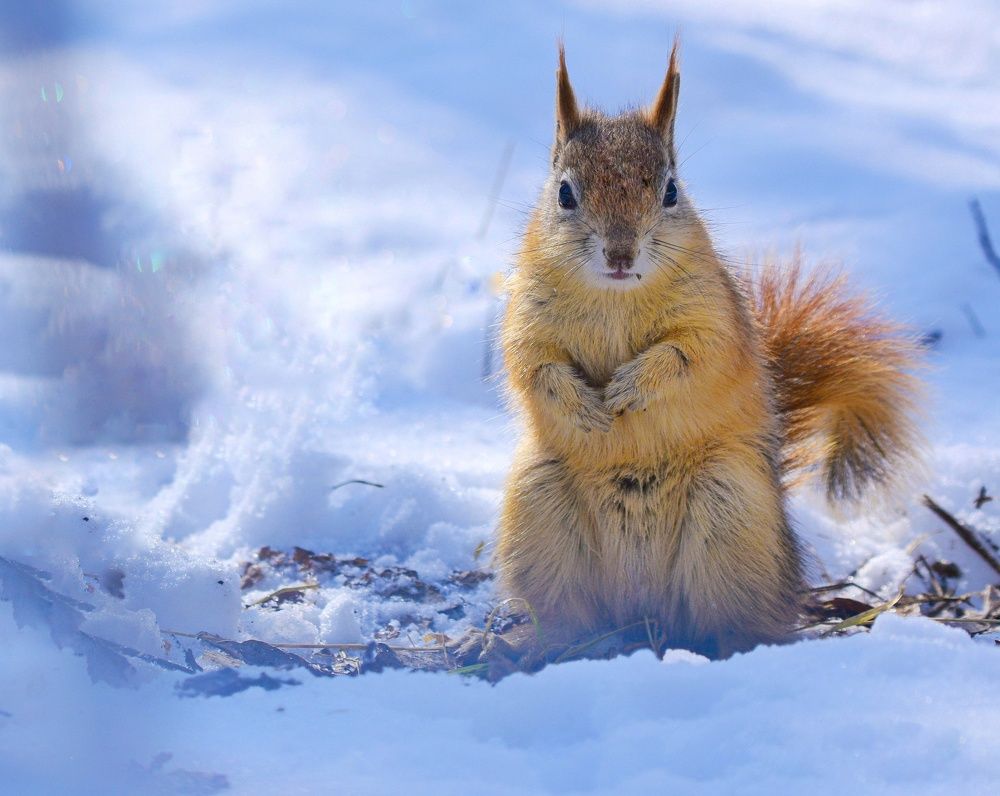 Squirrel in the snow
