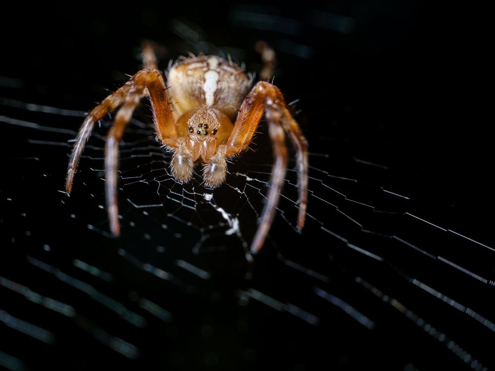 Photograph by Attila Szanto