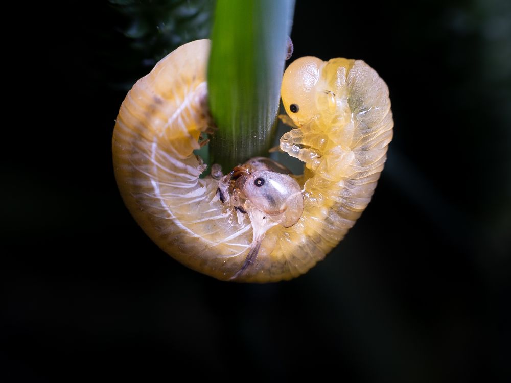 Photograph by Attila Szanto