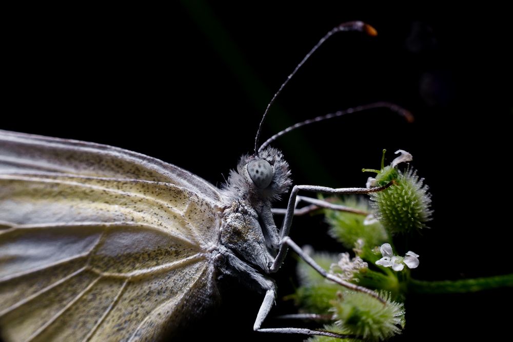 Photograph by Attila Szanto