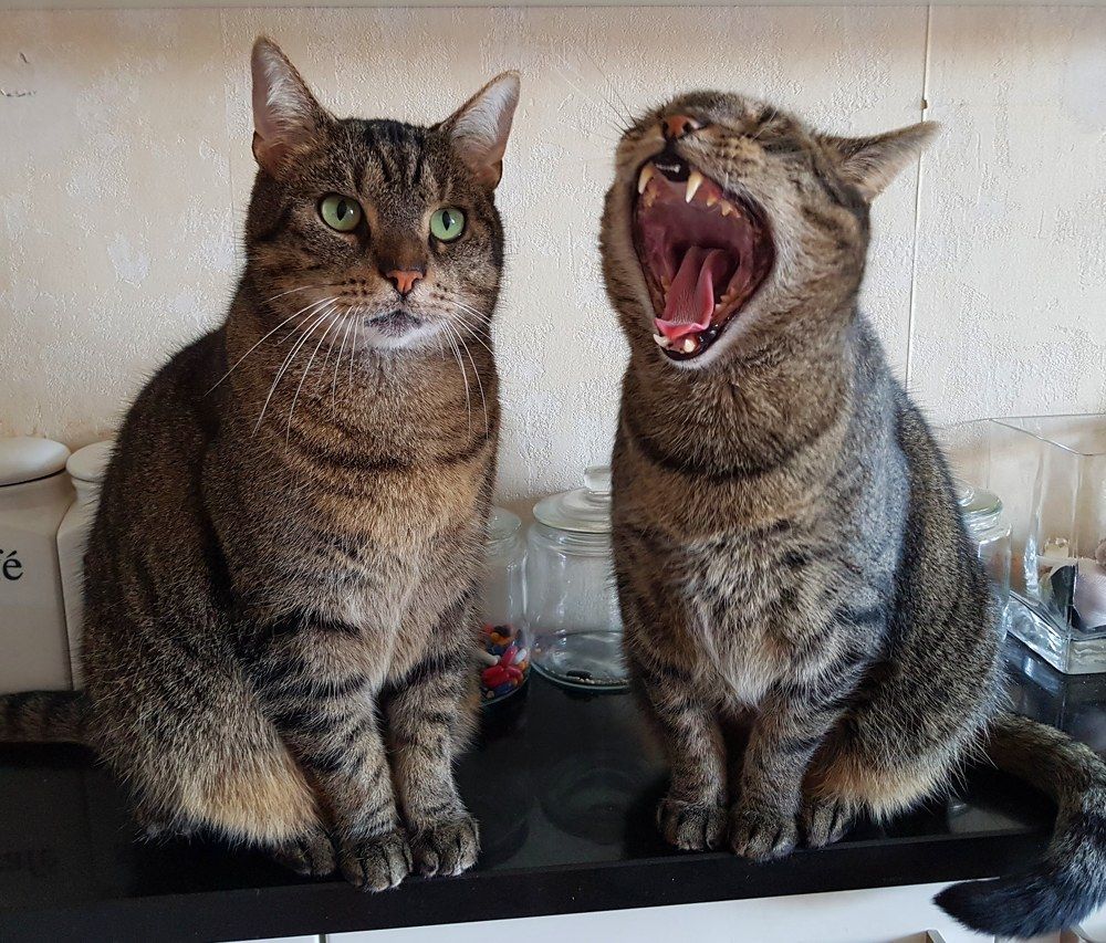 Mijnkaterbroertjes sam en frodo