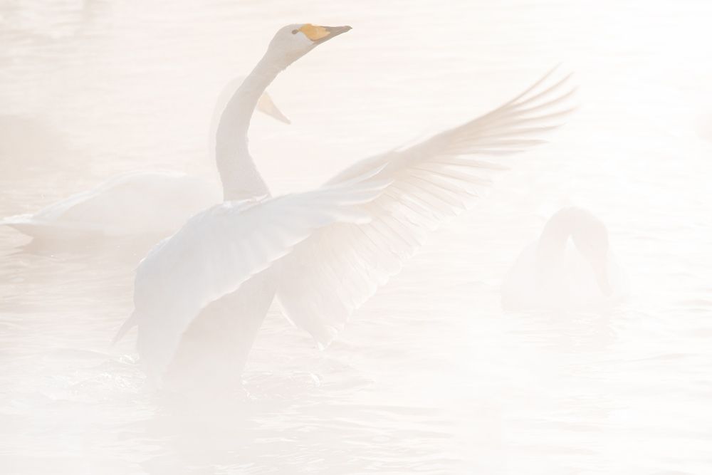 Photograph by Alex Parfenov