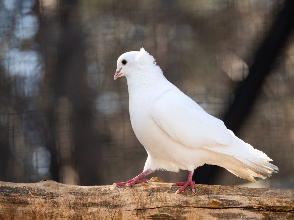 Photograph by Alex Parfenov