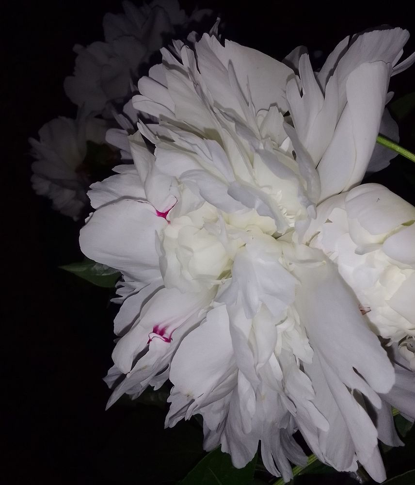 Photograph by Ирина