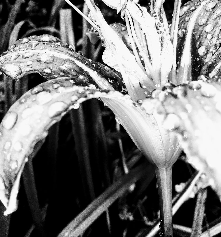 Photograph by Ирина