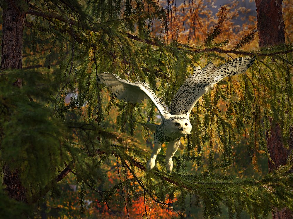 Этот таинственный лес.