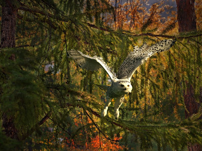 Олег Богданов, Russia