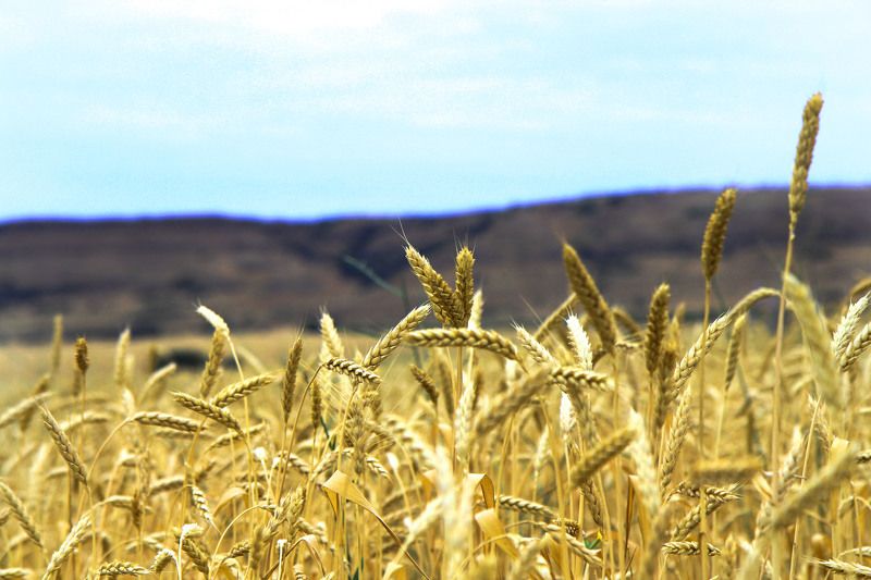 Alish Obrucio, Russia