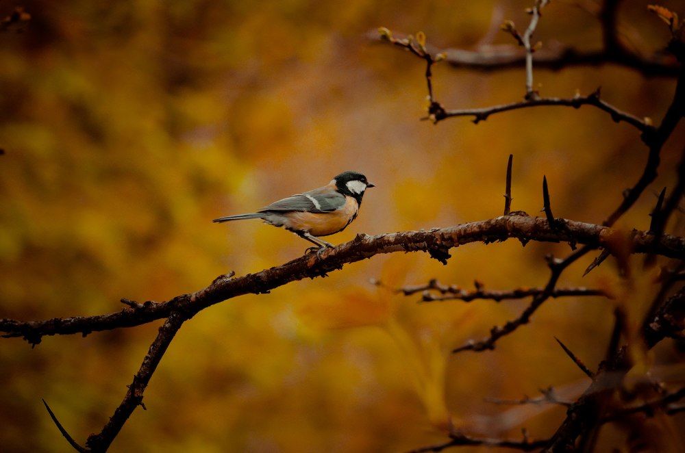 Медный сезон