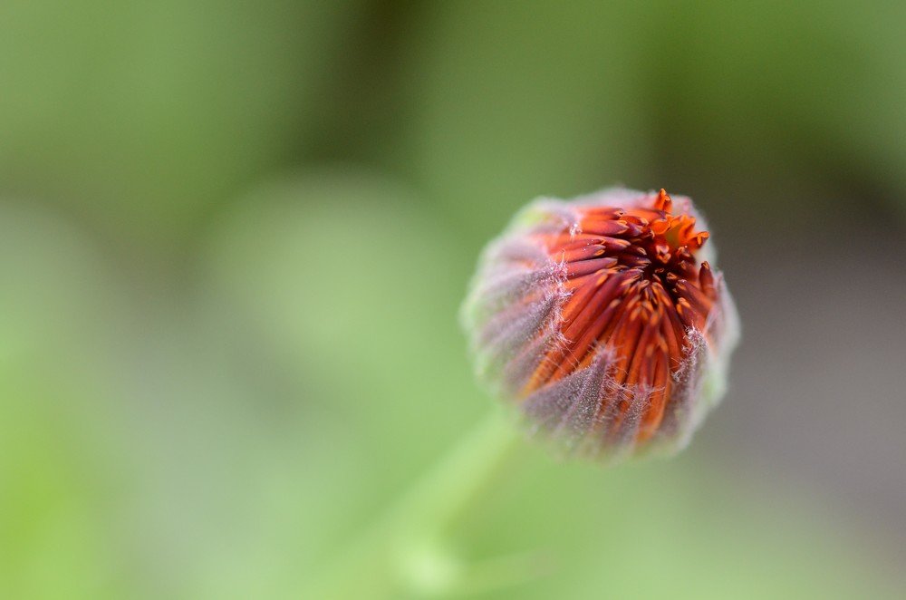 Рождение прекрасного