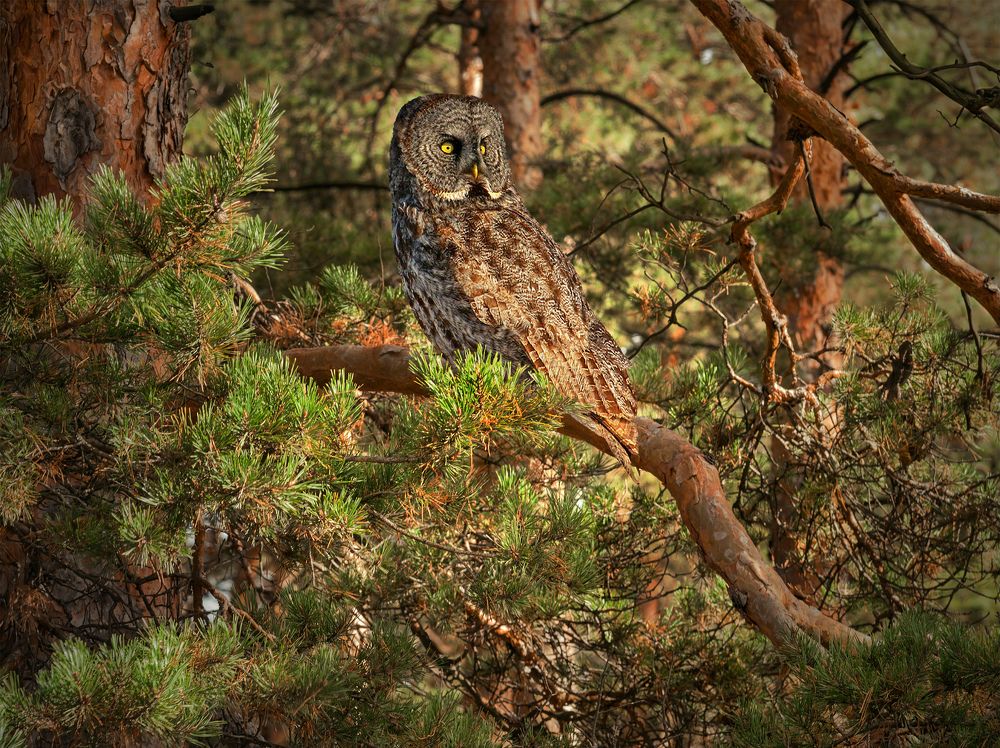 Этот таинственный лес.