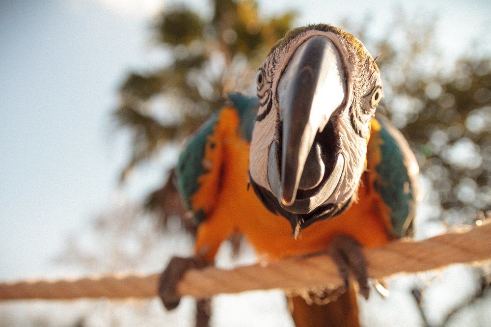 Эти глаза напротив