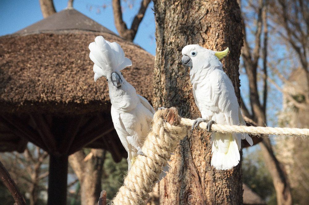 Сладкая парочка