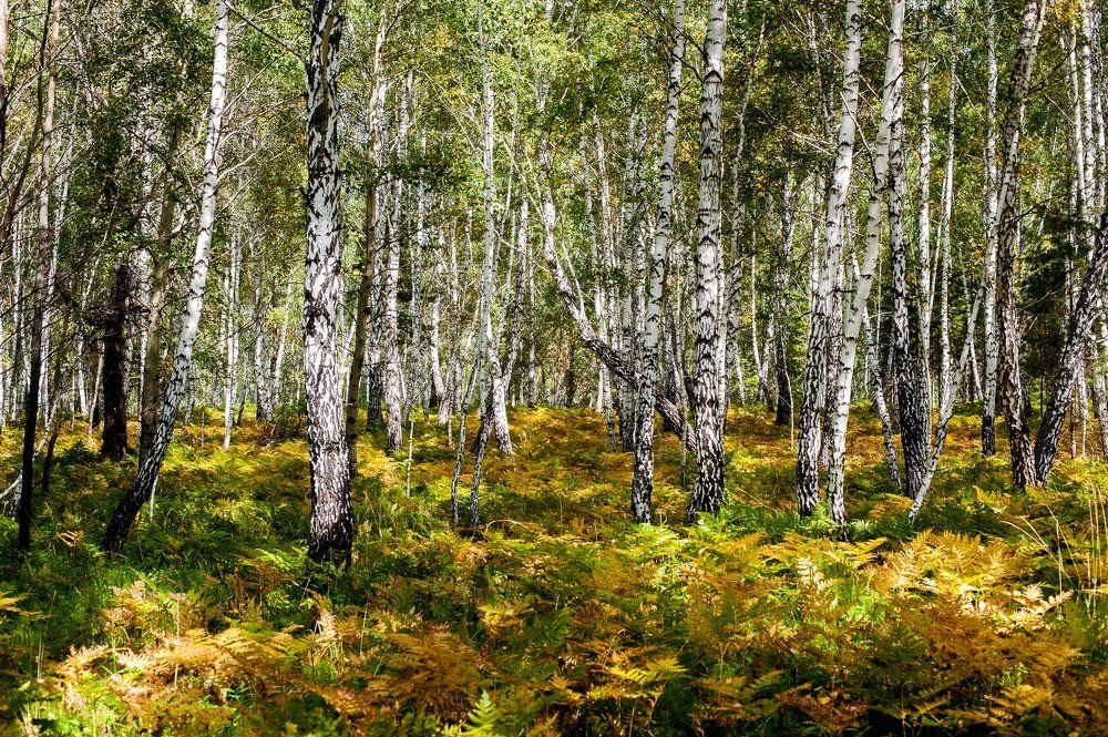 Photograph by Ренат Латышев