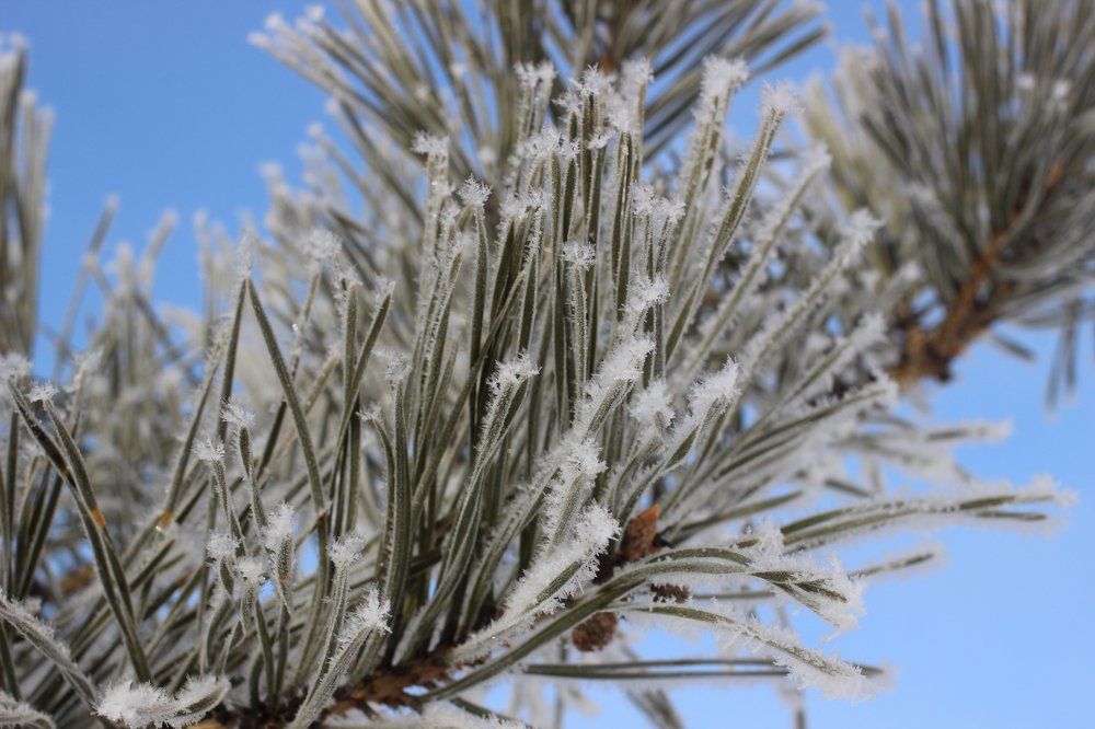 Проморозило