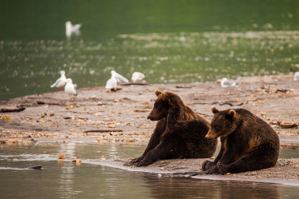 Два брата-акробата