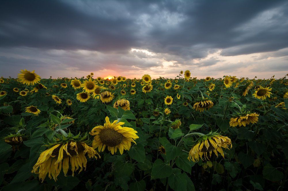 Закат над подсолнуховым полем