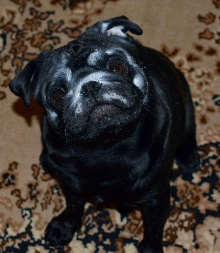 Вот она, та самая собака- "Баскервилей"