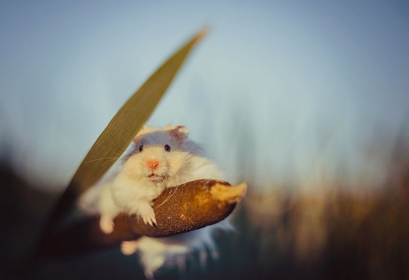 Сергей, Russia