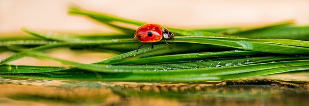 Напоминание о лете.