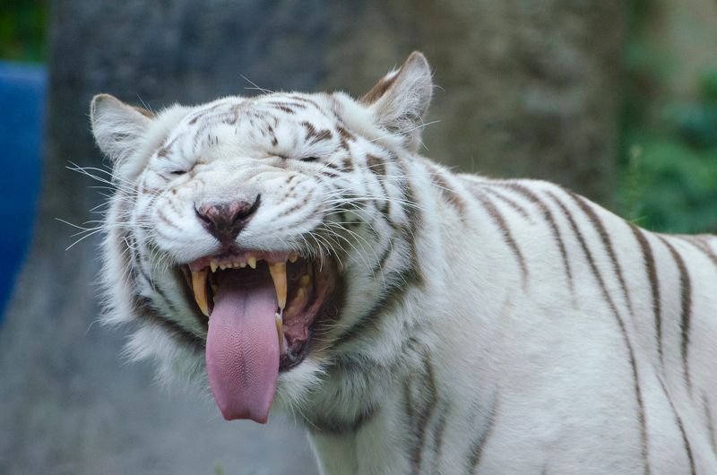 Татьяна, Russia