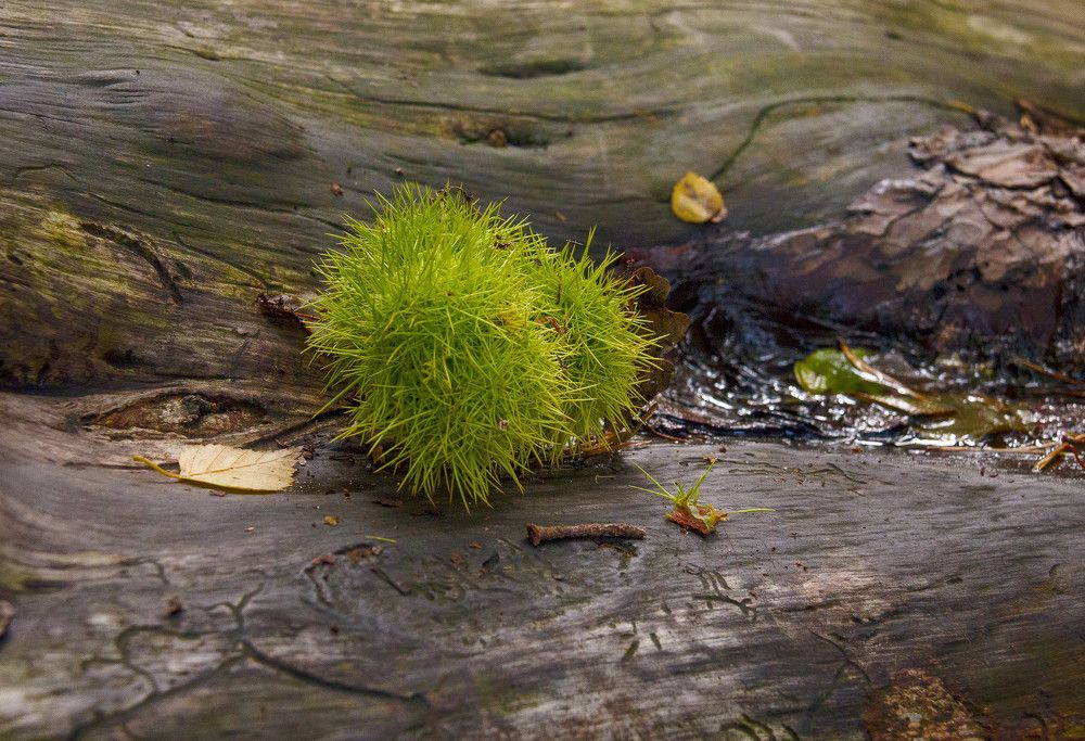 Photograph by Dmitri Sorokin