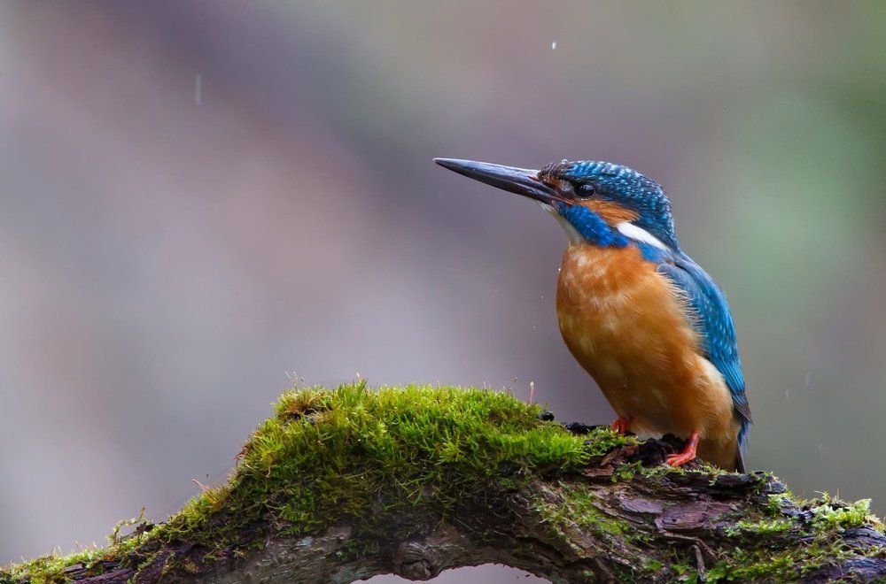 Портрет под дождем